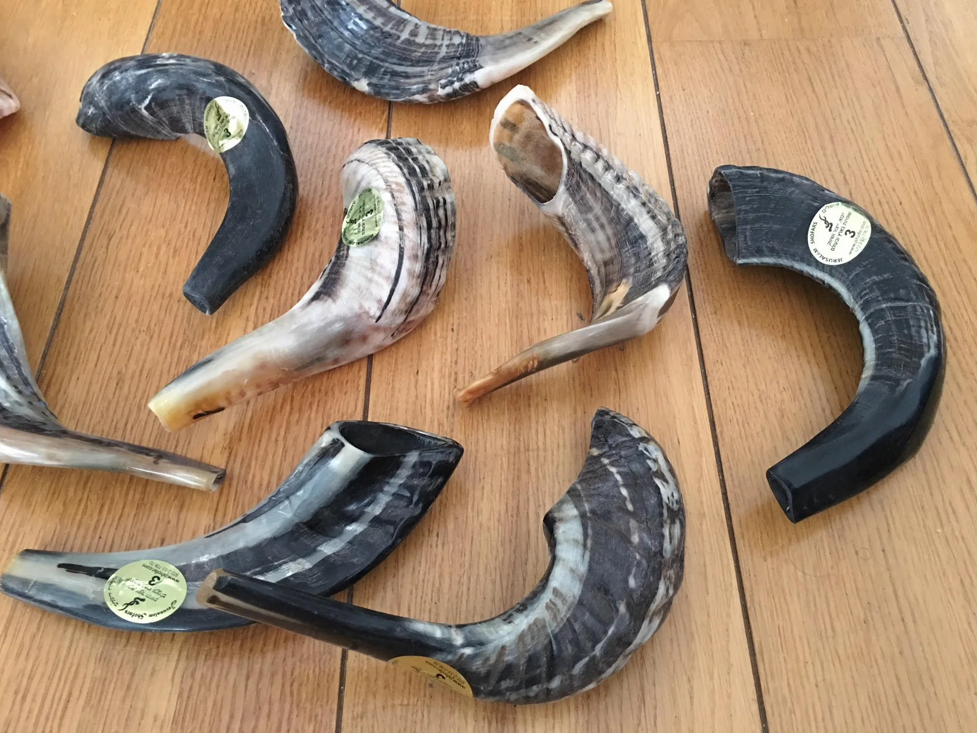 Natural Ram Horn Shofar with Curved Top and Ridges Ship From Israel