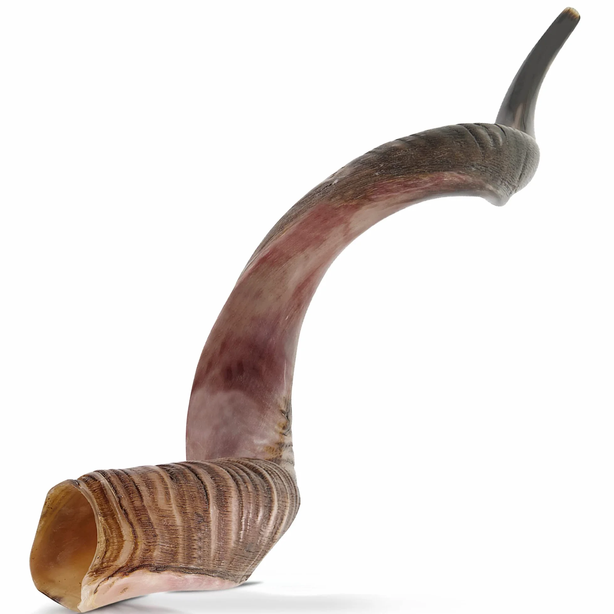 Kudu Shofar | Shofar | Kosher de Israel | 38-48 cm