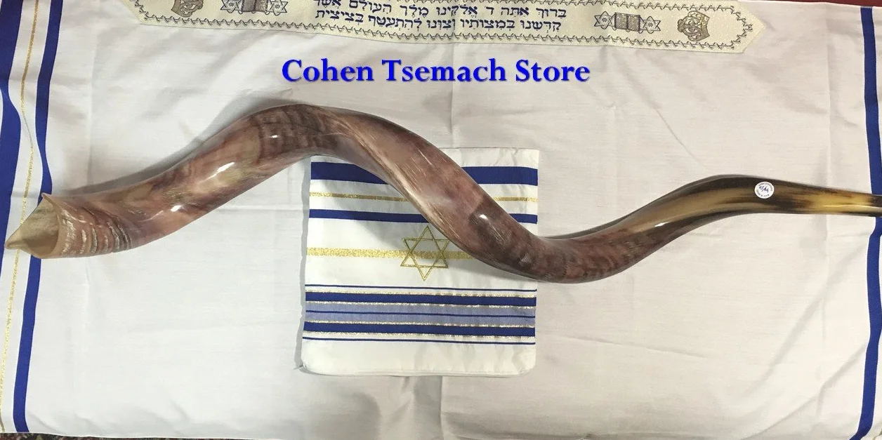 Kudu - Cuerno de Yemenita Shafar Kosher pulido (109,2 cm a 111,7 cm)