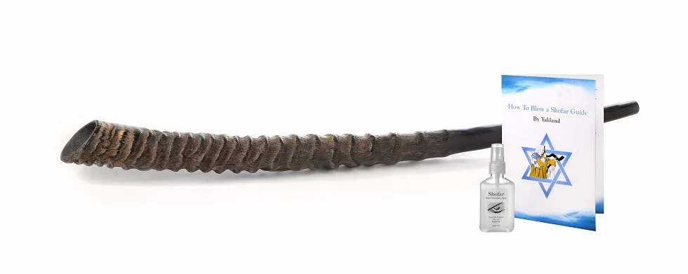 Auténtico shofar de cuerno Oryx/Gemsbok (punta a punta medida) – Sonido profundo y resonante – Juego completo con spray neutralizador de olores y guía completa – Artículo único de Judaica (20-24