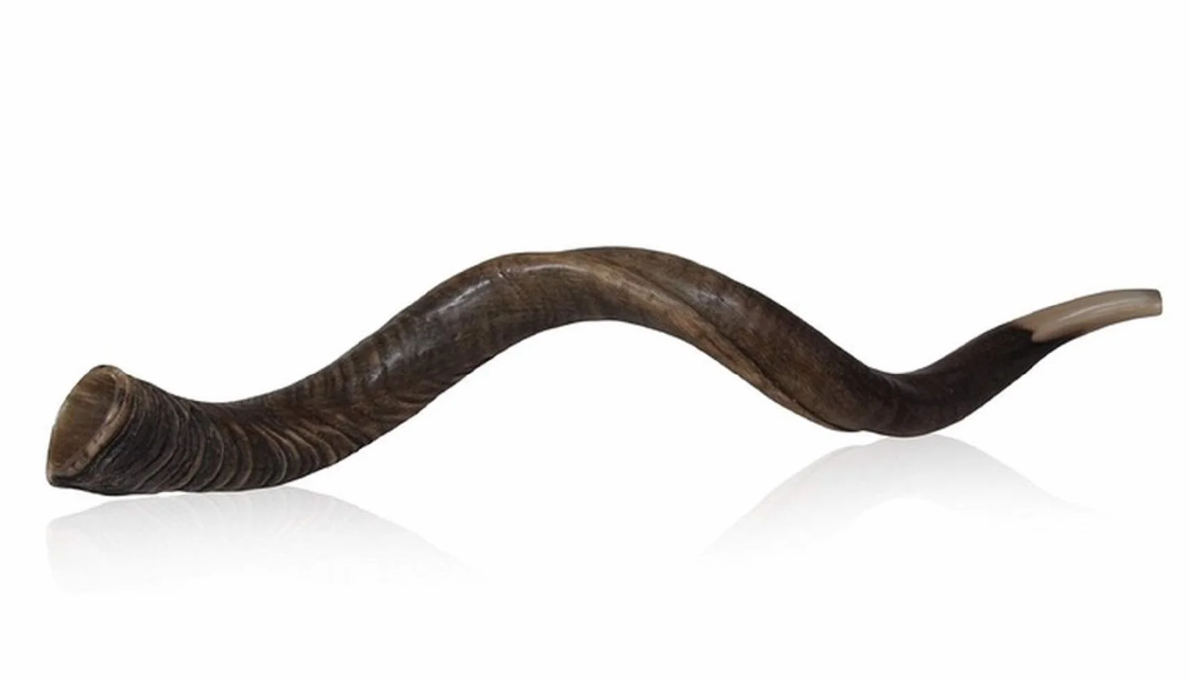 Cuerno kudu kosher auténtico kosher de 71 a 78 cm, judío Shofar, judío, Israel