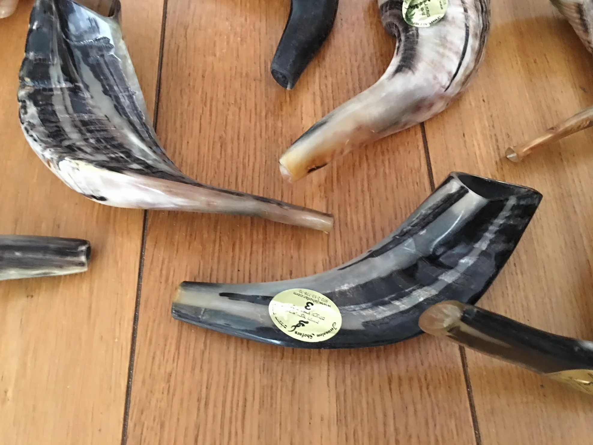 Natural Ram Horn Shofar with Curved Top and Ridges Ship From Israel