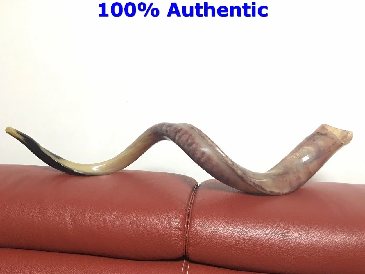 Kudu - Cuerno de Yemenita Shafar Kosher pulido (109,2 cm a 111,7 cm)