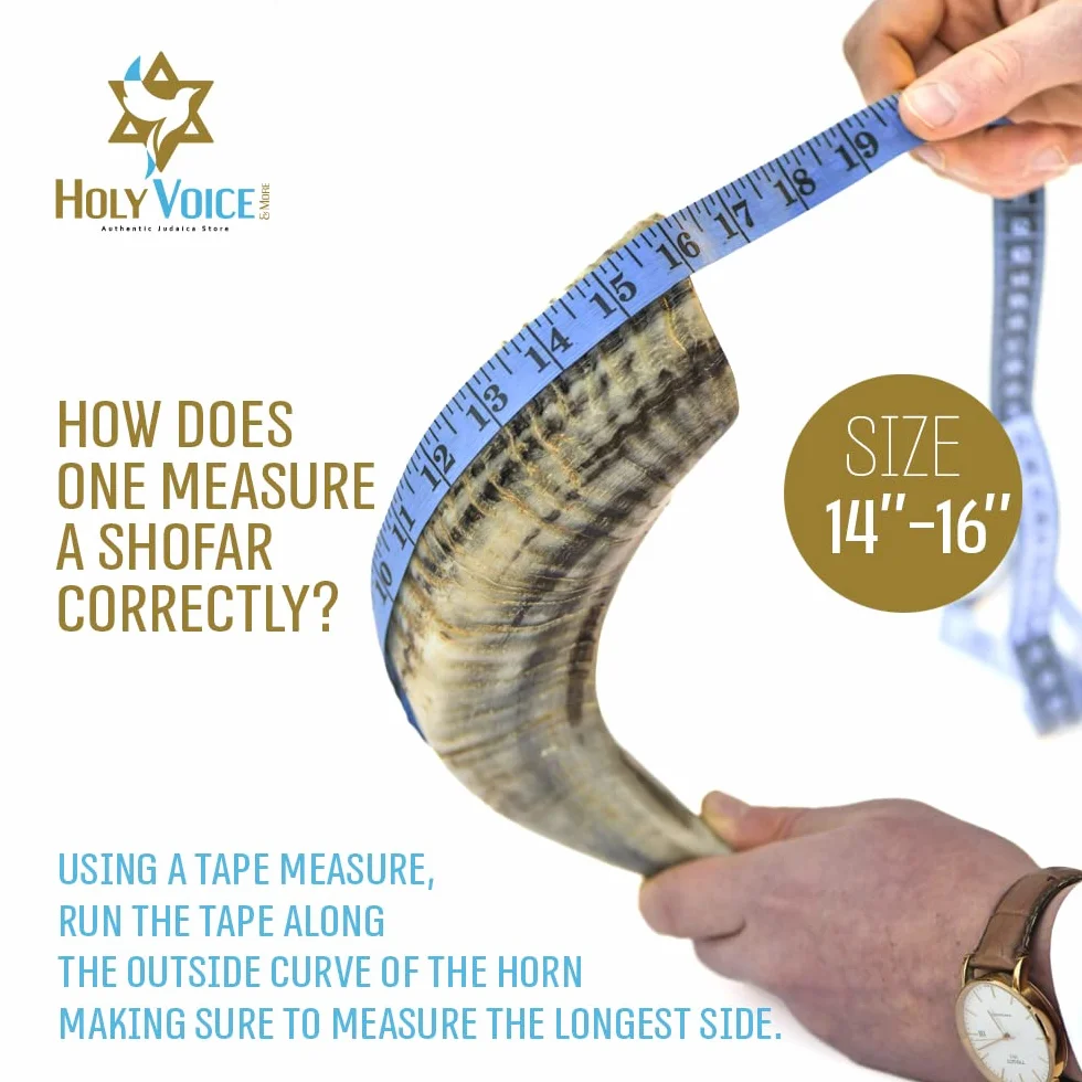 Holy Voice Cuerno kosher Ram Shofar de Israel de 14 a 16 pulgadas tradicional medio pulido, instrumento musical judío antiguo de Tierra Santa, boquilla suave para soplar fácilmente, sonido claro