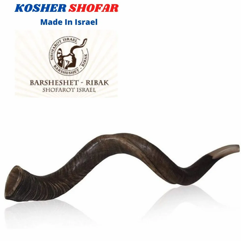 Cuerno kudu kosher auténtico kosher de 48 a 63 cm, judío Shofar, judío, Israel