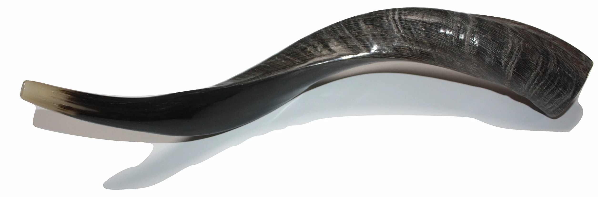 16-19 "natural auténtico Yemenite Kosher Kudu cuerno Shofar – judío Israel