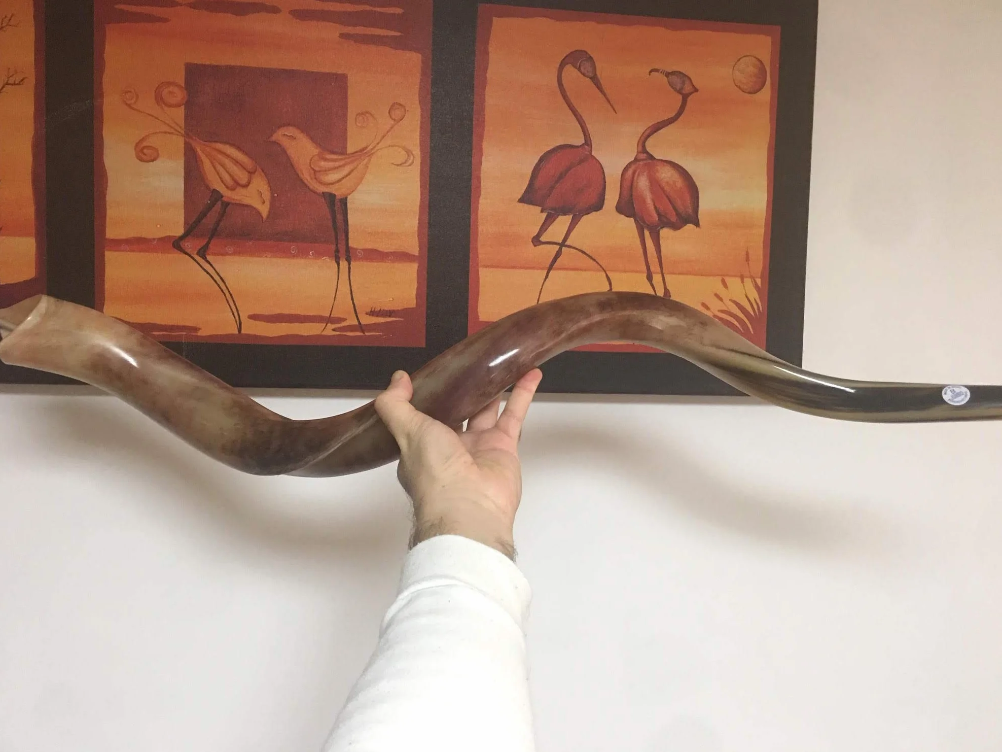 Kudu - Cuerno de Yemenita Shafar Kosher pulido (109,2 cm a 111,7 cm)