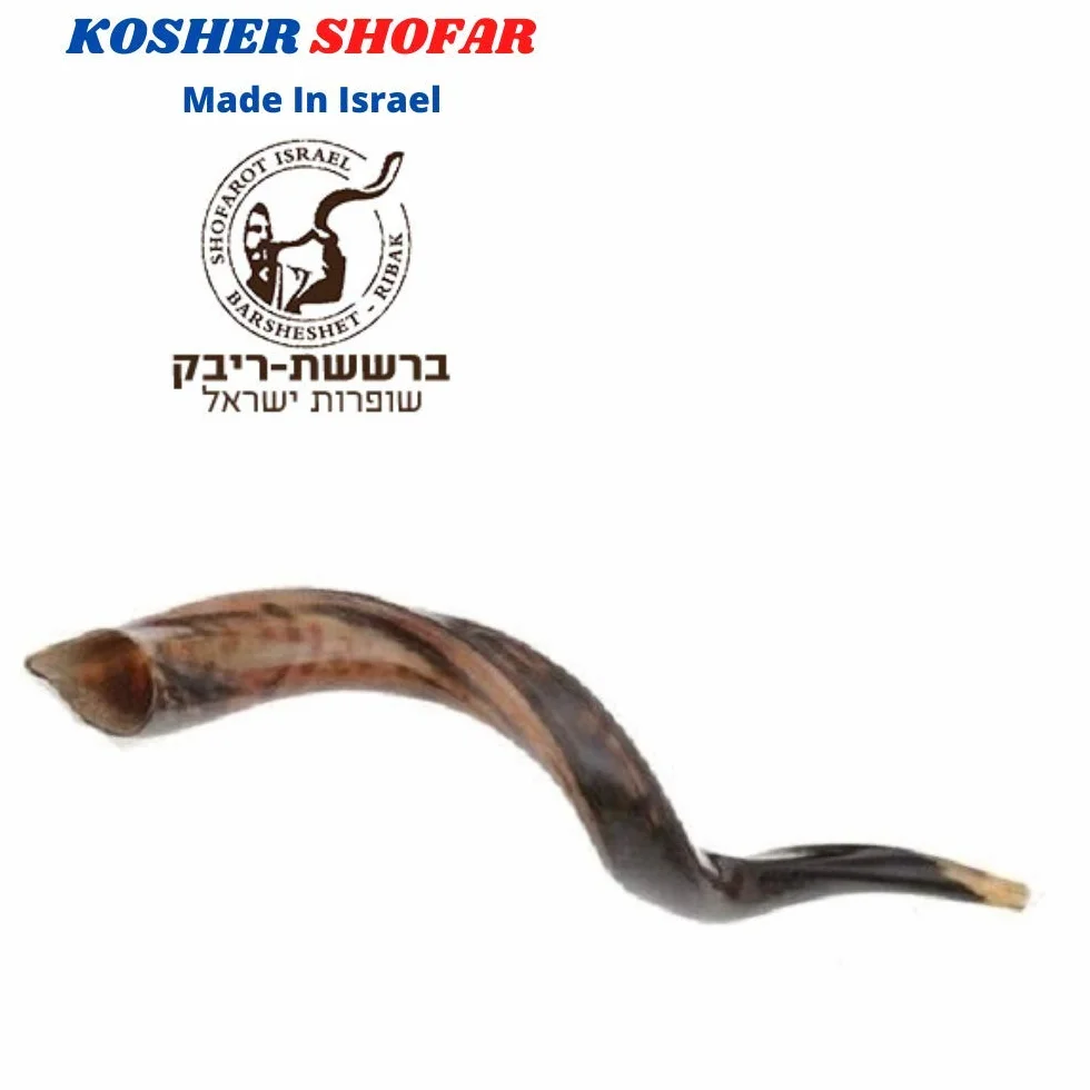 Cuerno kudu kosher auténtico kosher de 48 a 63 cm, judío Shofar, judío, Israel