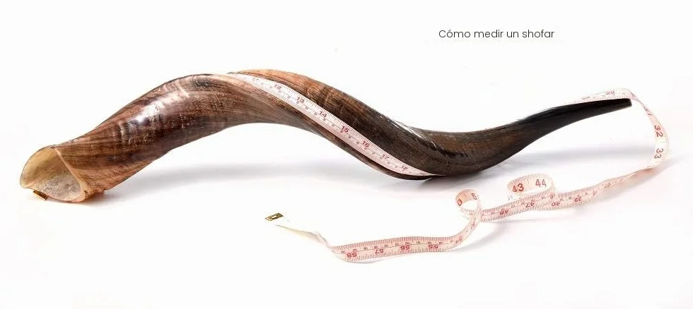 Shofar de cuerno de kudú yemení con spray antiolor gratuito, guía shofar de Israel (76-81 cm (30"-32 pulgadas)), natural)