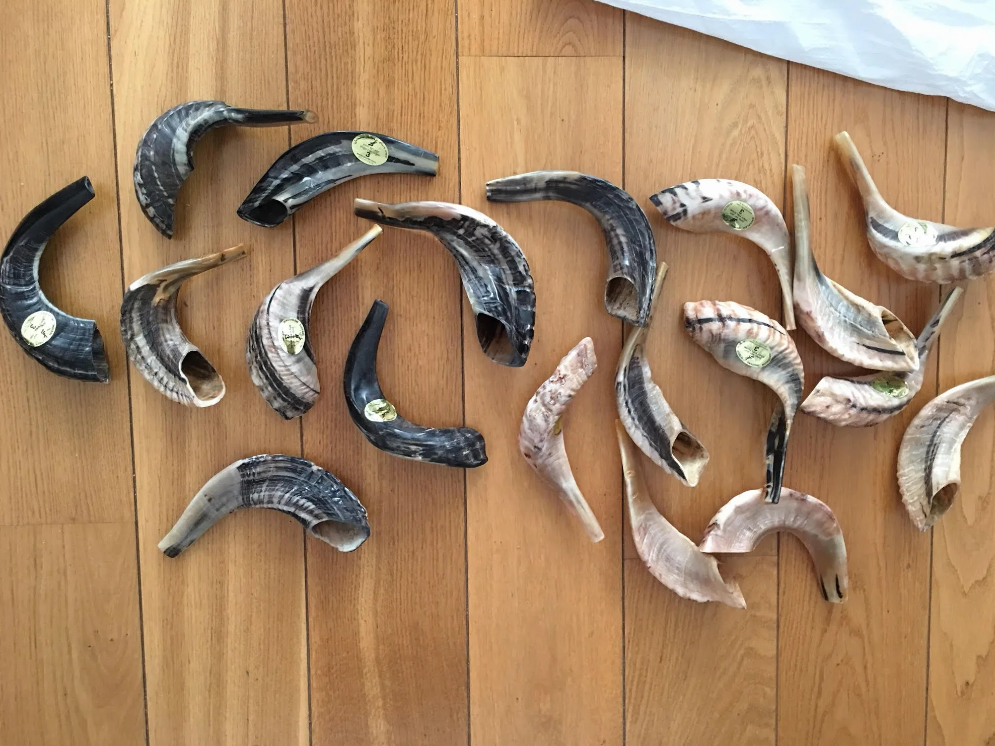 Natural Ram Horn Shofar with Curved Top and Ridges Ship From Israel