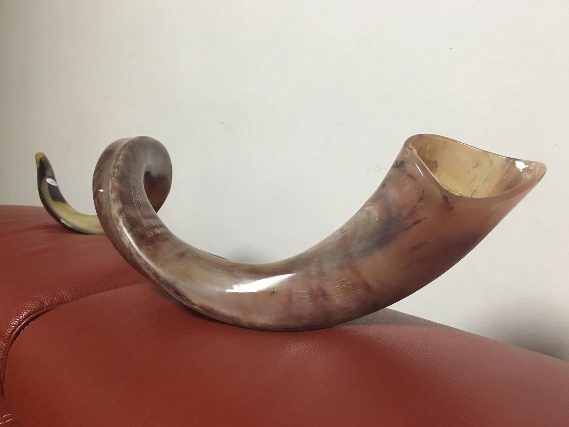 Kudu - Cuerno de Yemenita Shafar Kosher pulido (109,2 cm a 111,7 cm)