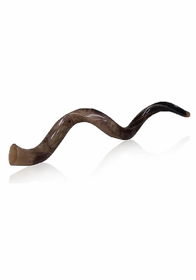 Shofar Extra Large Yemenite Kudu Horn Polished, 31-35" (78-88 cm), Marrón, Tradicional