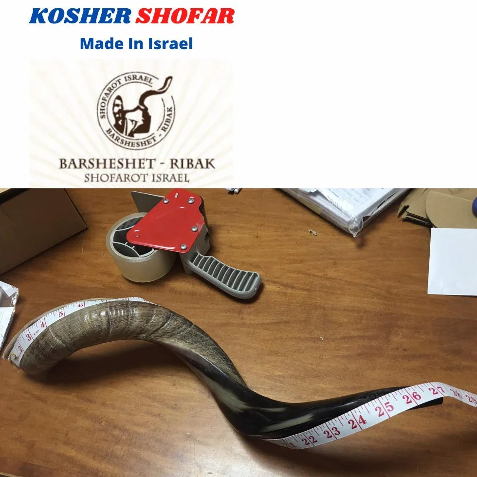 16-19 "natural auténtico Yemenite Kosher Kudu cuerno Shofar – judío Israel