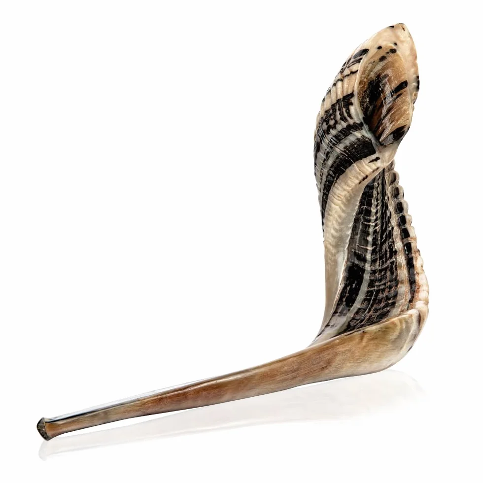 Holy Voice Cuerno kosher Ram Shofar de Israel de 12 a 14 pulgadas tradicional medio pulido, instrumento musical judío antiguo de Tierra Santa, boquilla suave para un fácil soplado, sonido claro Shofar