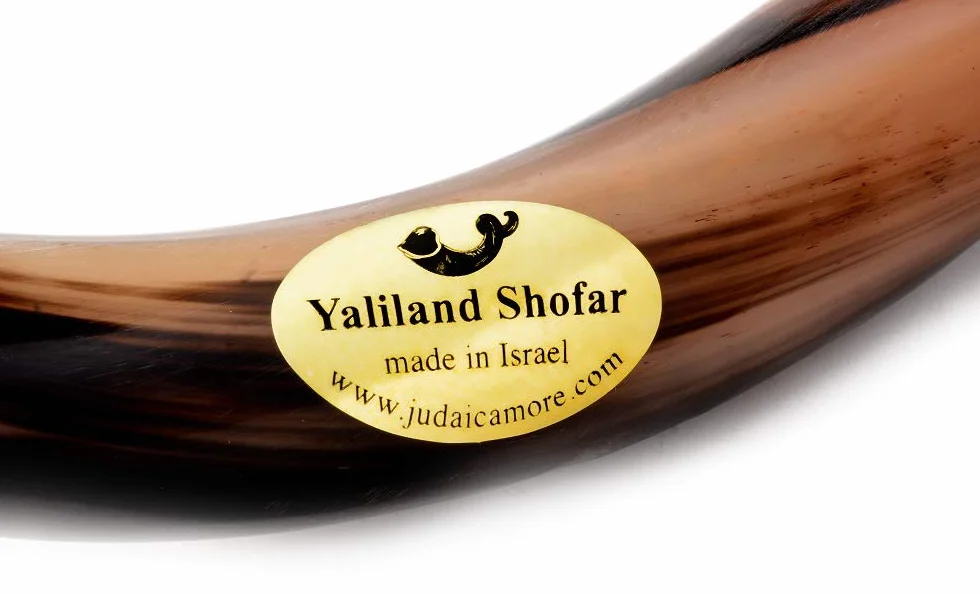 Auténtico shofar de cuerno Oryx/Gemsbok (punta a punta medida) – Sonido profundo y resonante – Juego completo con spray neutralizador de olores y guía completa – Artículo único de Judaica (20-24