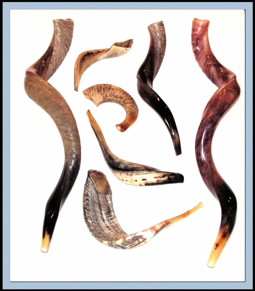 Shofar Extra Large Yemenite Kudu Horn Polished, 31-35" (78-88 cm), Marrón, Tradicional