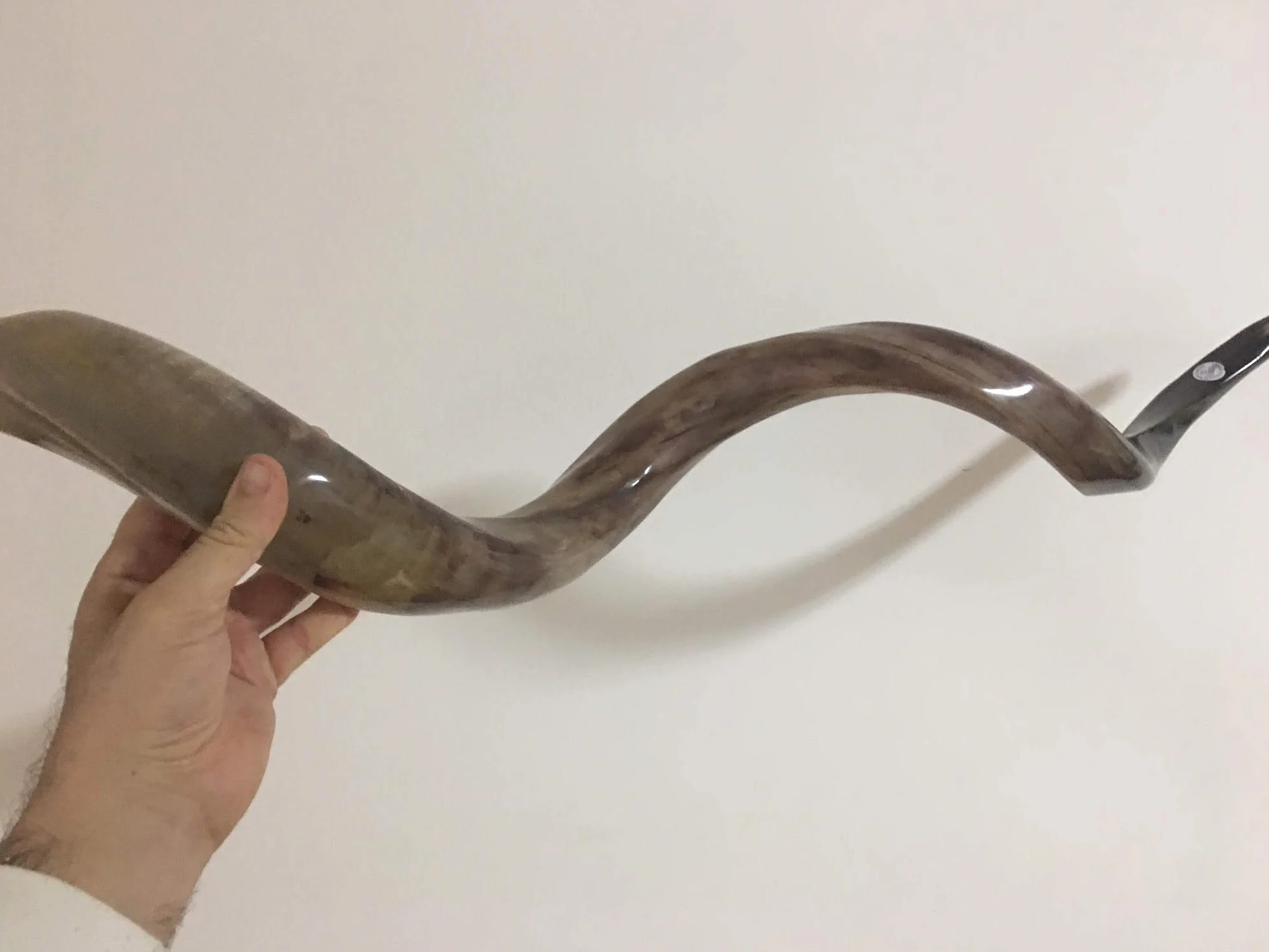 Kudu - Cuerno de Yemenita Shafar Kosher pulido (109,2 cm a 111,7 cm)