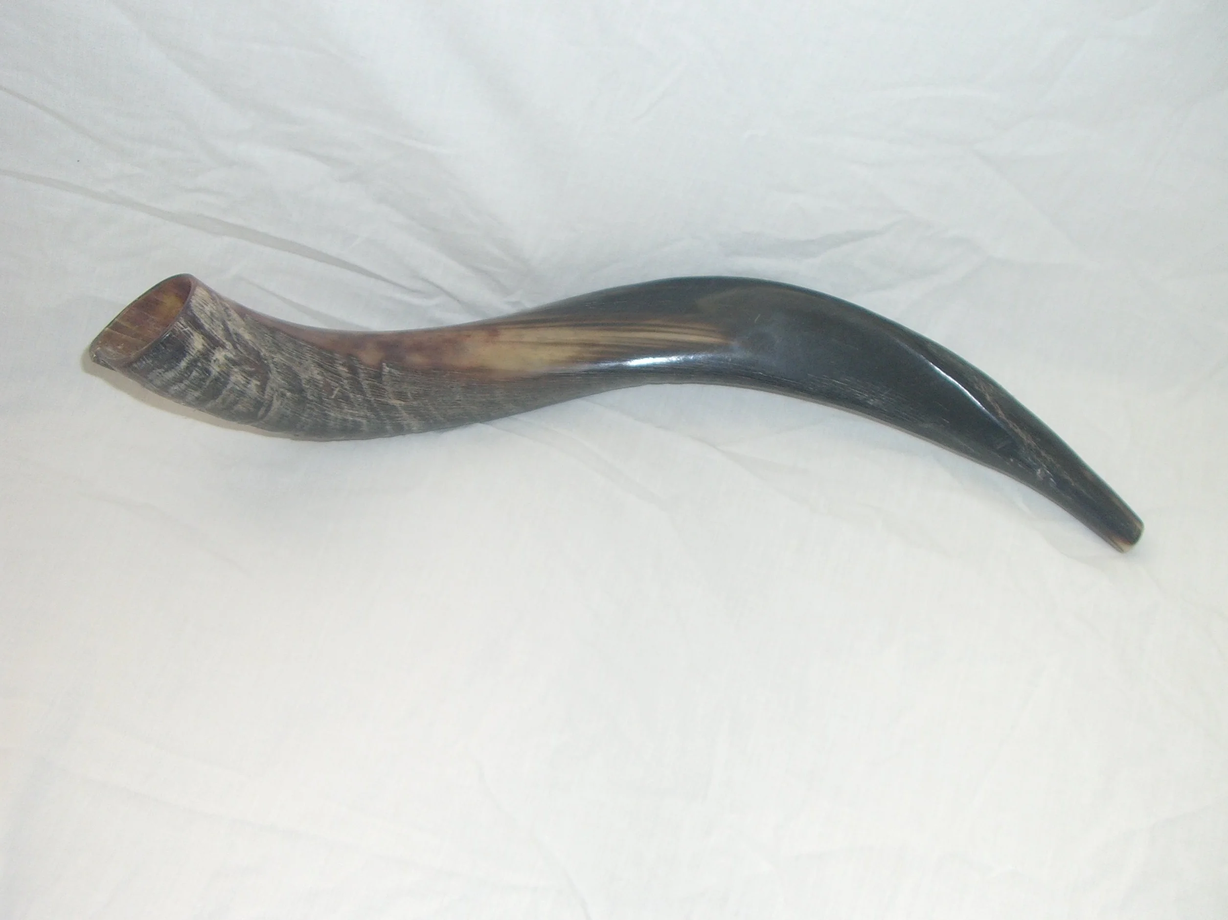 60-69 cm (24"-27") Kudu Yemenite CUERNO SHOFAR Kosher Medio Natural Nuevo