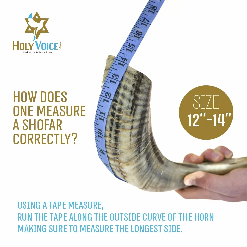 Holy Voice Cuerno kosher Ram Shofar de Israel de 12 a 14 pulgadas tradicional medio pulido, instrumento musical judío antiguo de Tierra Santa, boquilla suave para un fácil soplado, sonido claro Shofar