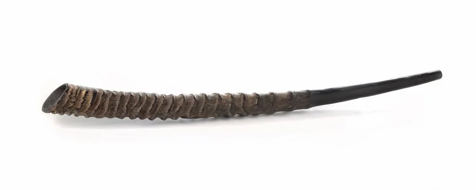 Auténtico shofar de cuerno Oryx/Gemsbok (punta a punta medida) – Sonido profundo y resonante – Juego completo con spray neutralizador de olores y guía completa – Artículo único de Judaica (20-24