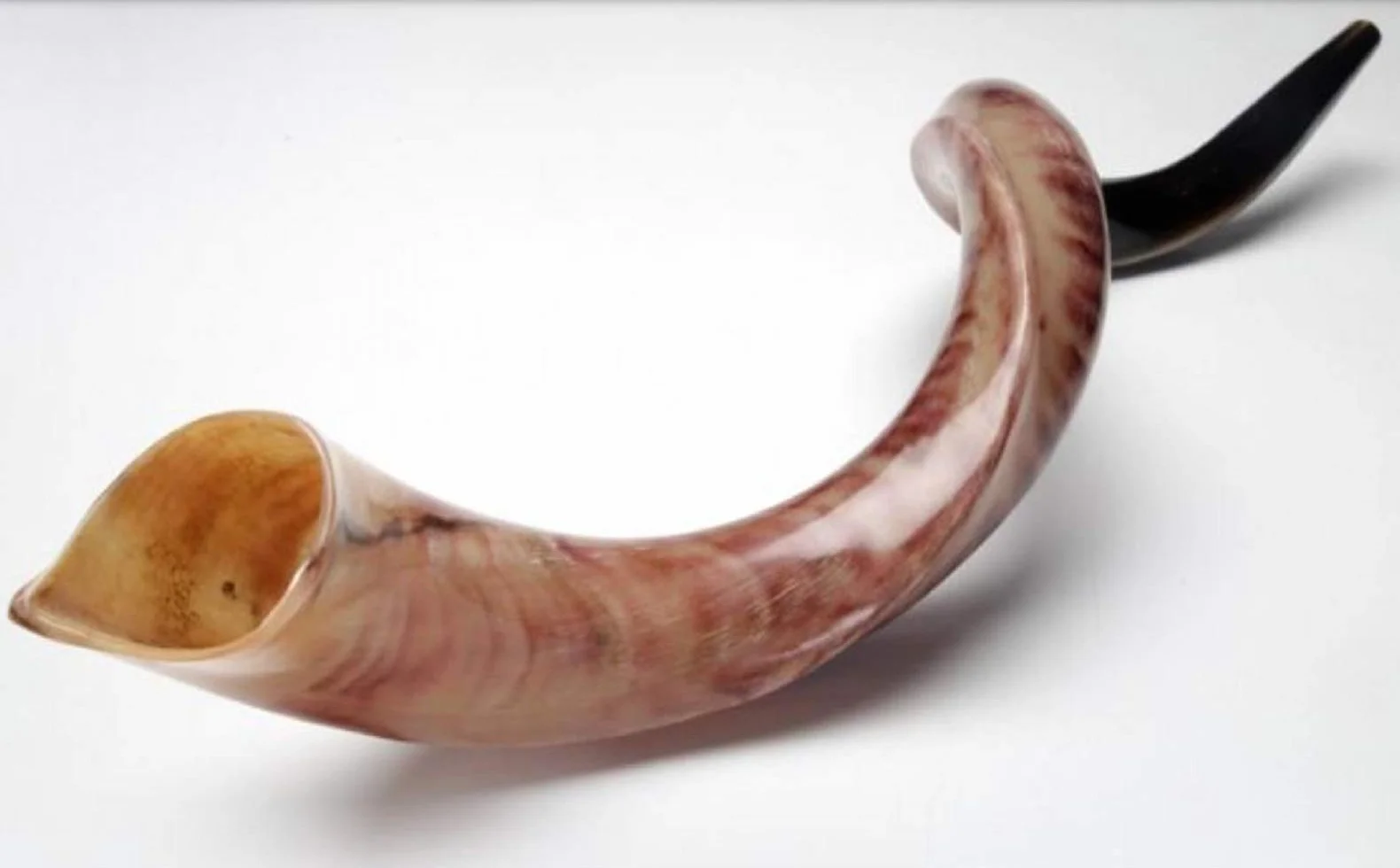 Kudu - Cuerno de Yemenita Shafar Kosher pulido (109,2 cm a 111,7 cm)