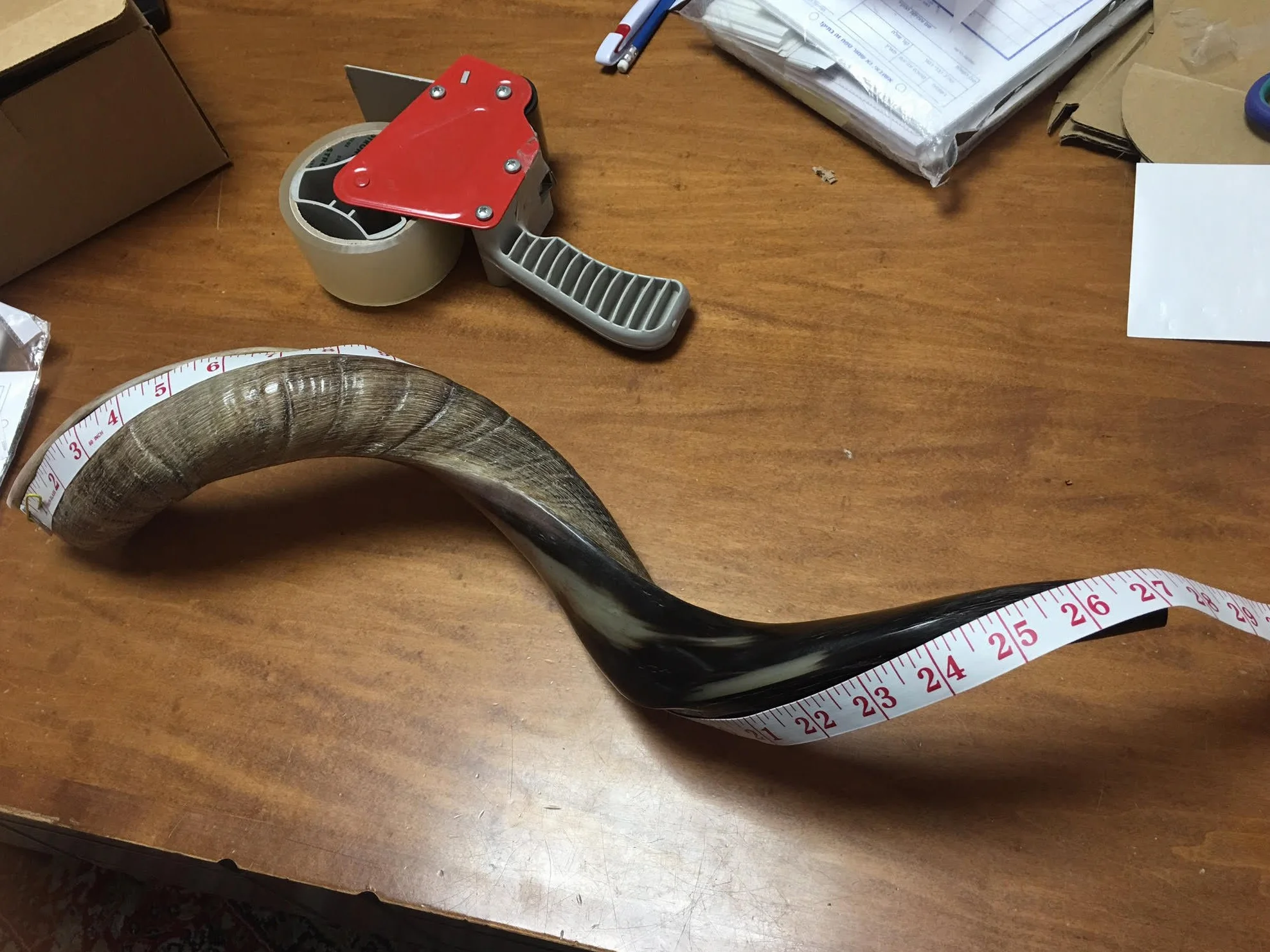 Cuerno kudu kosher auténtico kosher de 48 a 63 cm, judío Shofar, judío, Israel