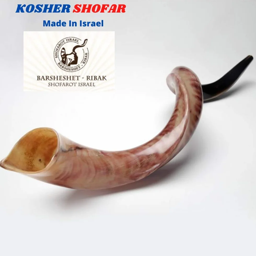 Kudu - Cuerno de Yemenita Shafar Kosher pulido (109,2 cm a 111,7 cm)