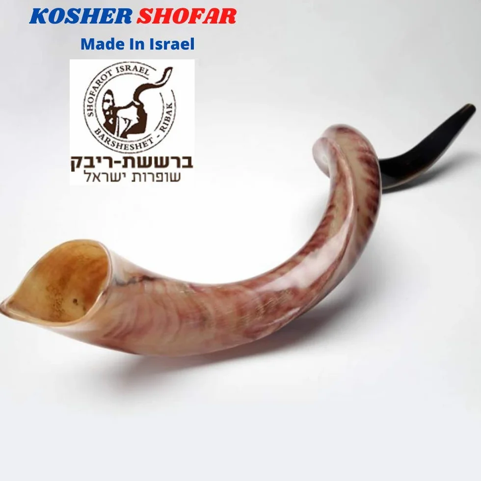 Kudu - Cuerno de Yemenita Shafar Kosher pulido (109,2 cm a 111,7 cm)