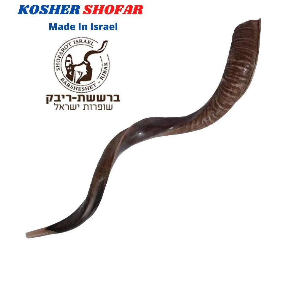 16-19 "natural auténtico Yemenite Kosher Kudu cuerno Shofar – judío Israel