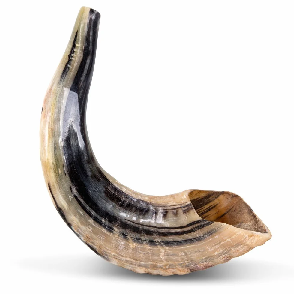 Natural Ram Horn Shofar with Curved Top and Ridges Ship From Israel
