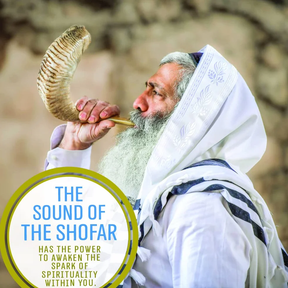 Holy Voice Cuerno kosher Ram Shofar de Israel de 12 a 14 pulgadas tradicional medio pulido, instrumento musical judío antiguo de Tierra Santa, boquilla suave para un fácil soplado, sonido claro Shofar