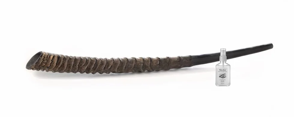 Auténtico shofar de cuerno Oryx/Gemsbok (punta a punta medida) – Sonido profundo y resonante – Juego completo con spray neutralizador de olores y guía completa – Artículo único de Judaica (20-24