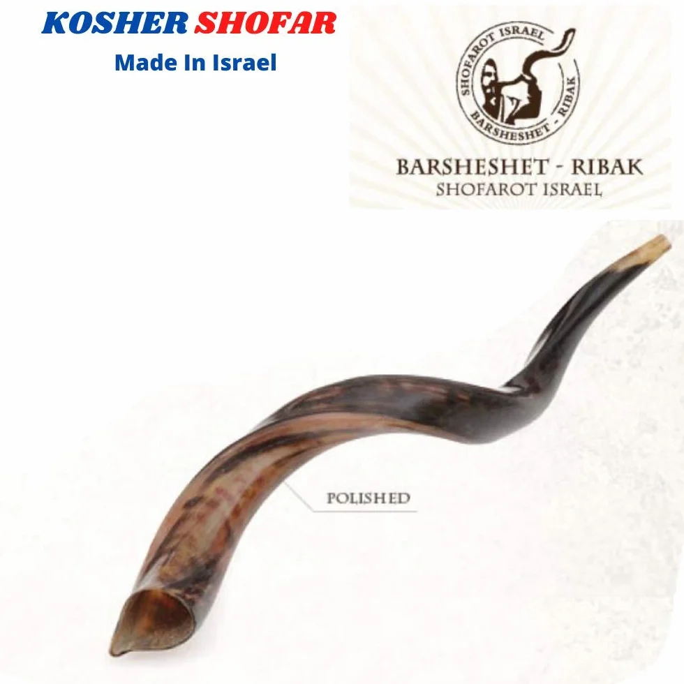 16-19 "natural auténtico Yemenite Kosher Kudu cuerno Shofar – judío Israel
