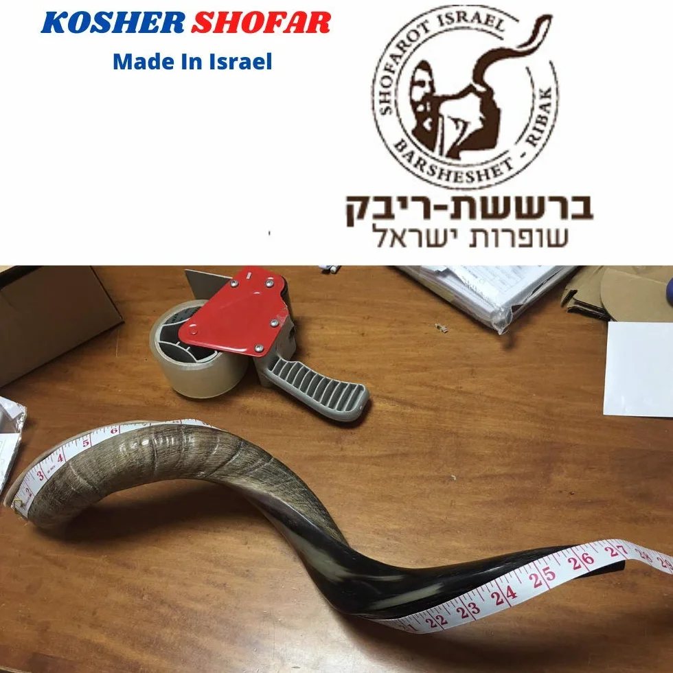 16-19 "natural auténtico Yemenite Kosher Kudu cuerno Shofar – judío Israel
