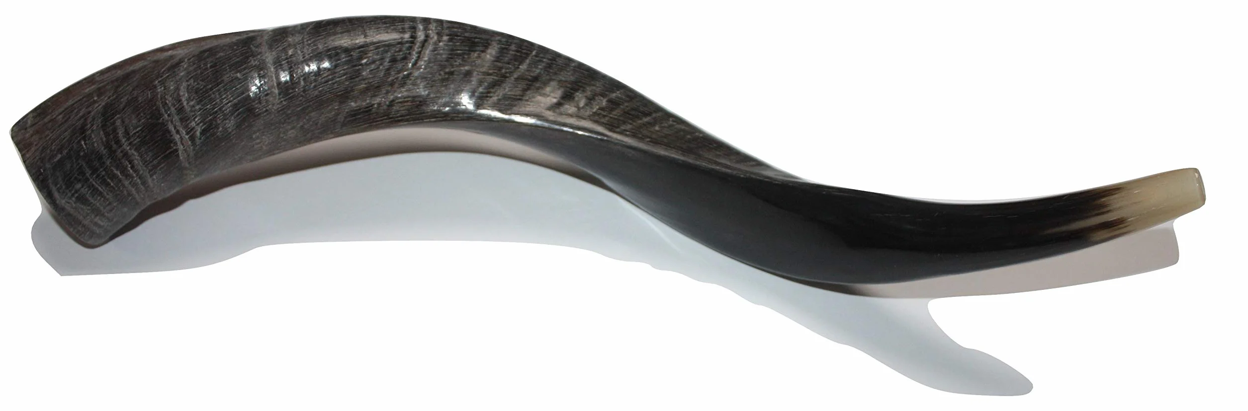 16-19 "natural auténtico Yemenite Kosher Kudu cuerno Shofar – judío Israel