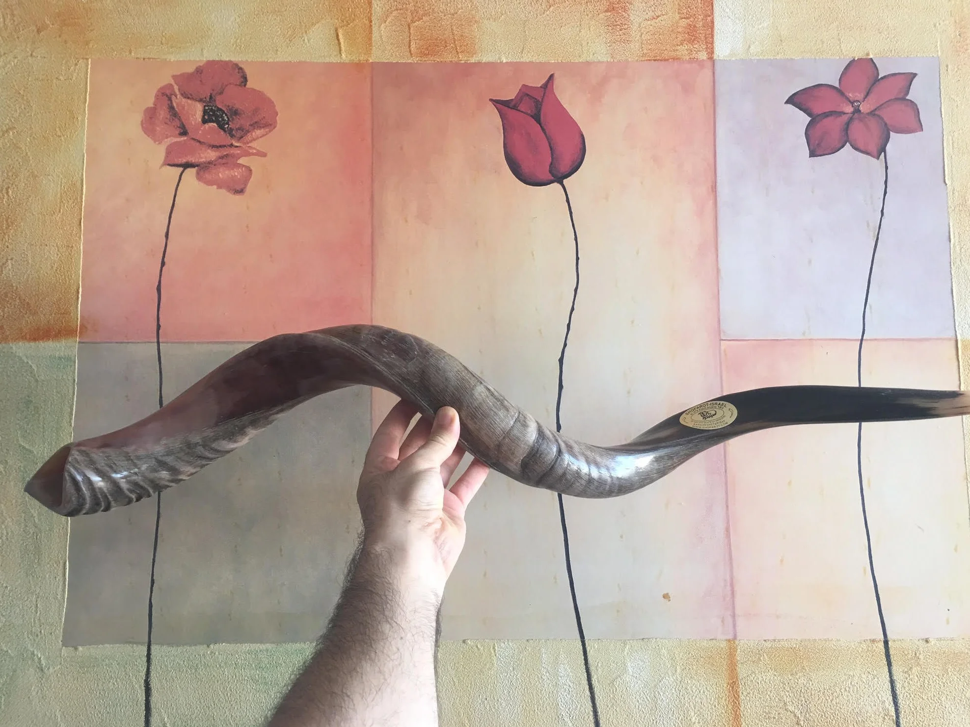 Cuerno kudu kosher auténtico kosher de 71 a 78 cm, judío Shofar, judío, Israel